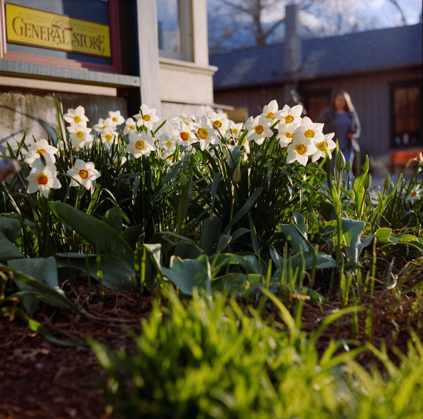 April Flowers on the corner of Bridge street