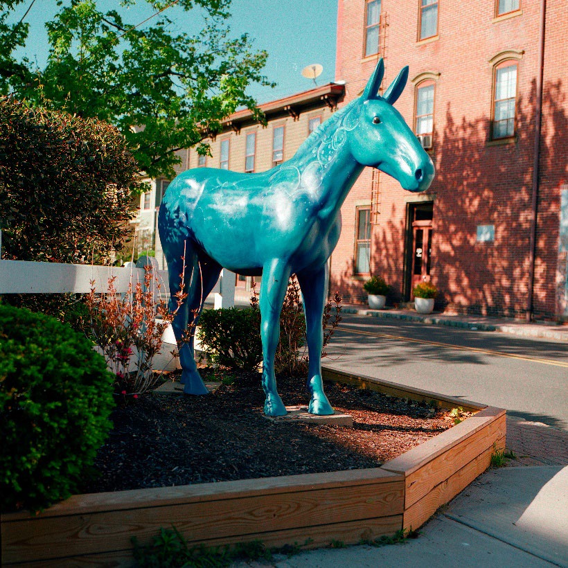 Our Mule