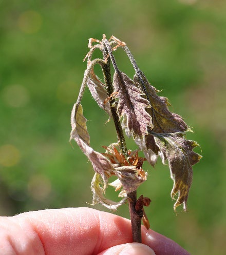 Northern
Red Oak (Quercus
rubra) leaves the day
after the freeze on
April 22.