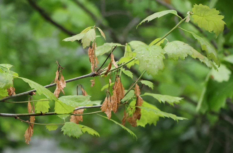Northern Red Oak
(Quercus rubra) one
month after the freeze.
