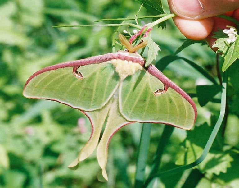 Actias luna, the luna moth